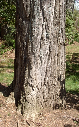 {Robinia pseudoacacia}